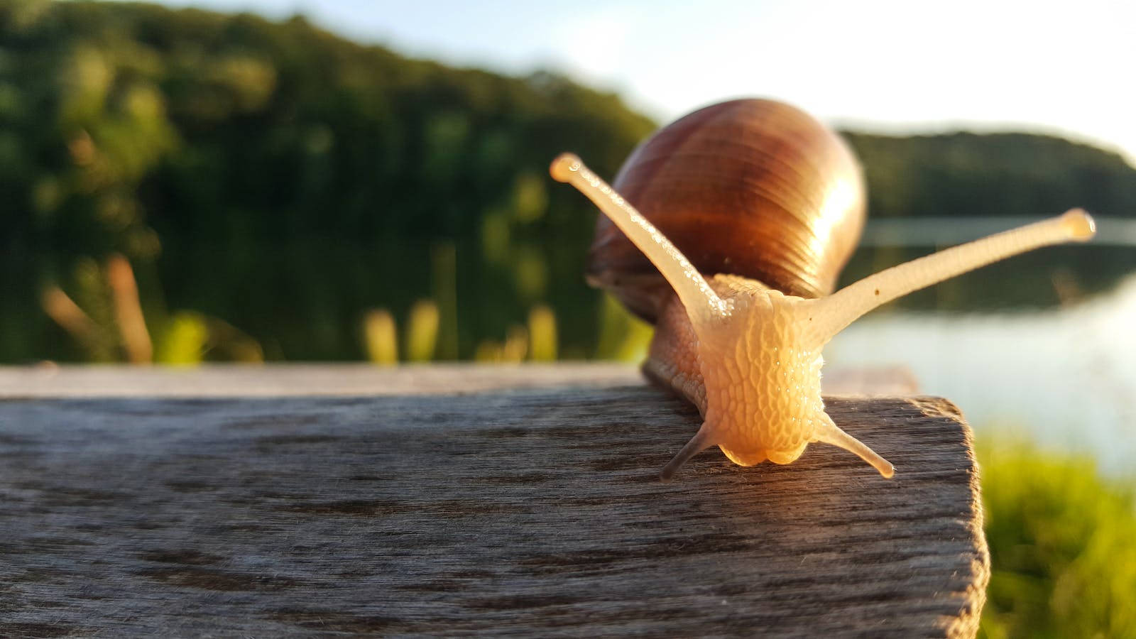 A Snail And The Sunset Wallpaper