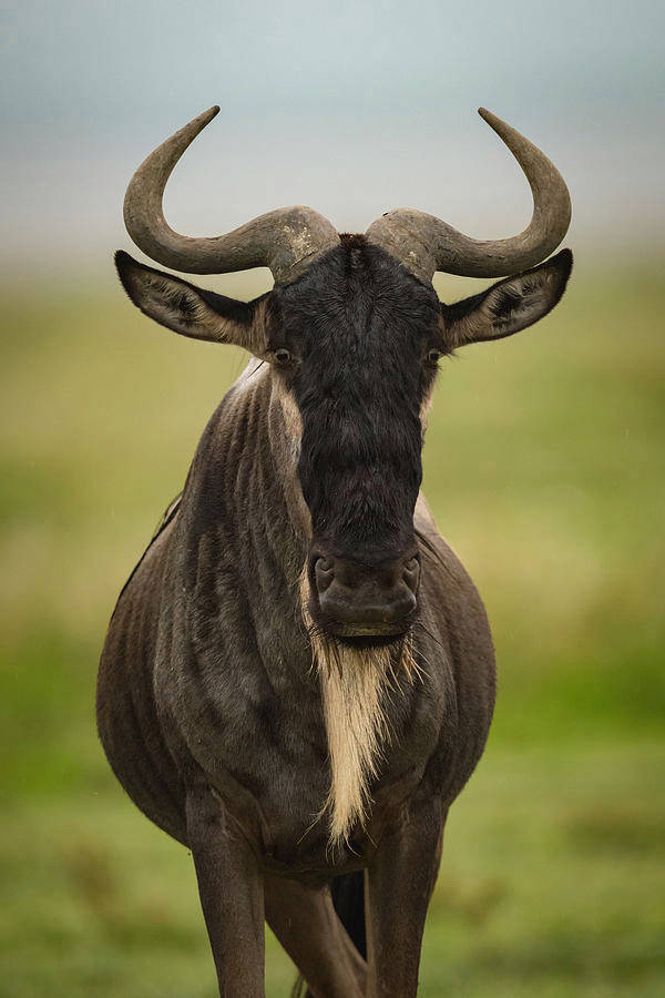 African Landscape - Wildebeest In Motion On The Plains Of Africa As Seen Through An Iphone. Wallpaper