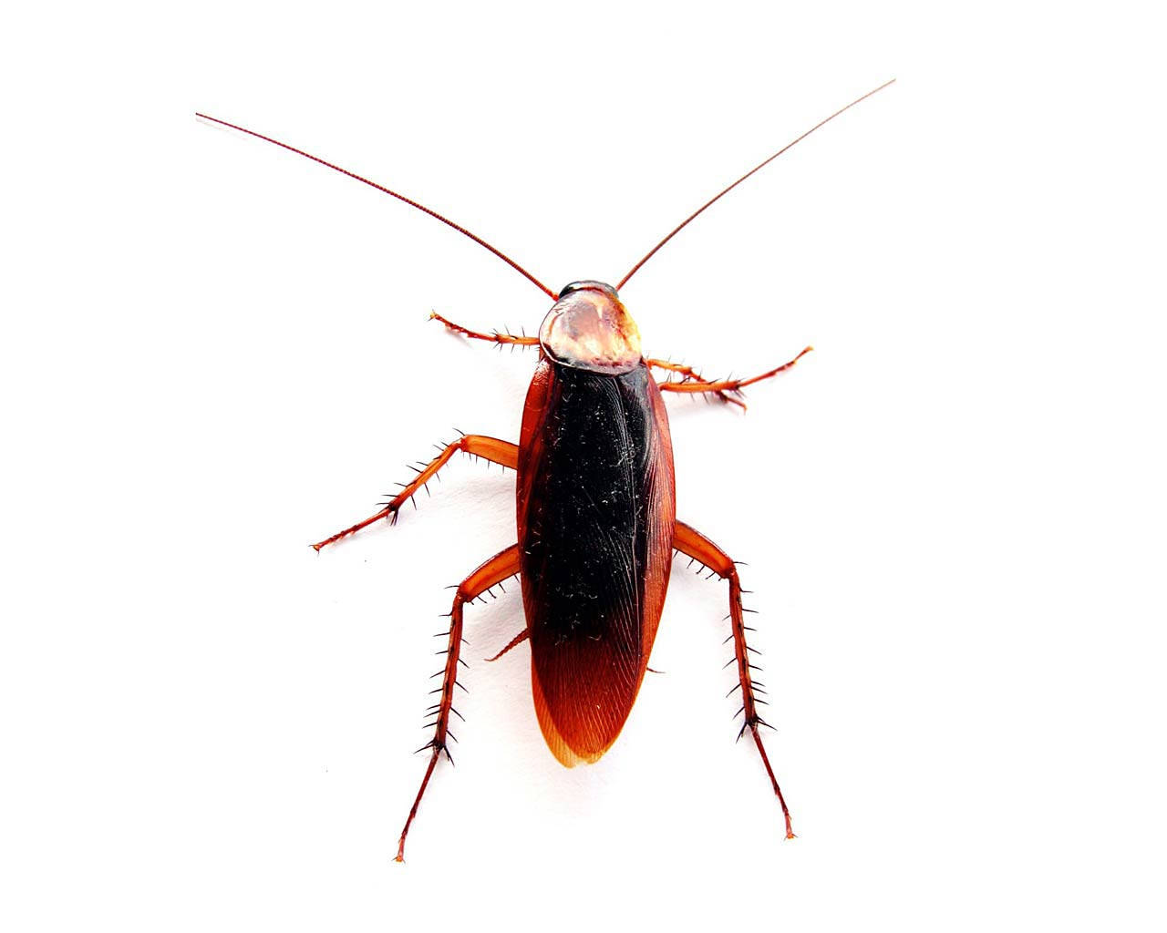 American Cockroach Exhibiting Adaptability Wallpaper