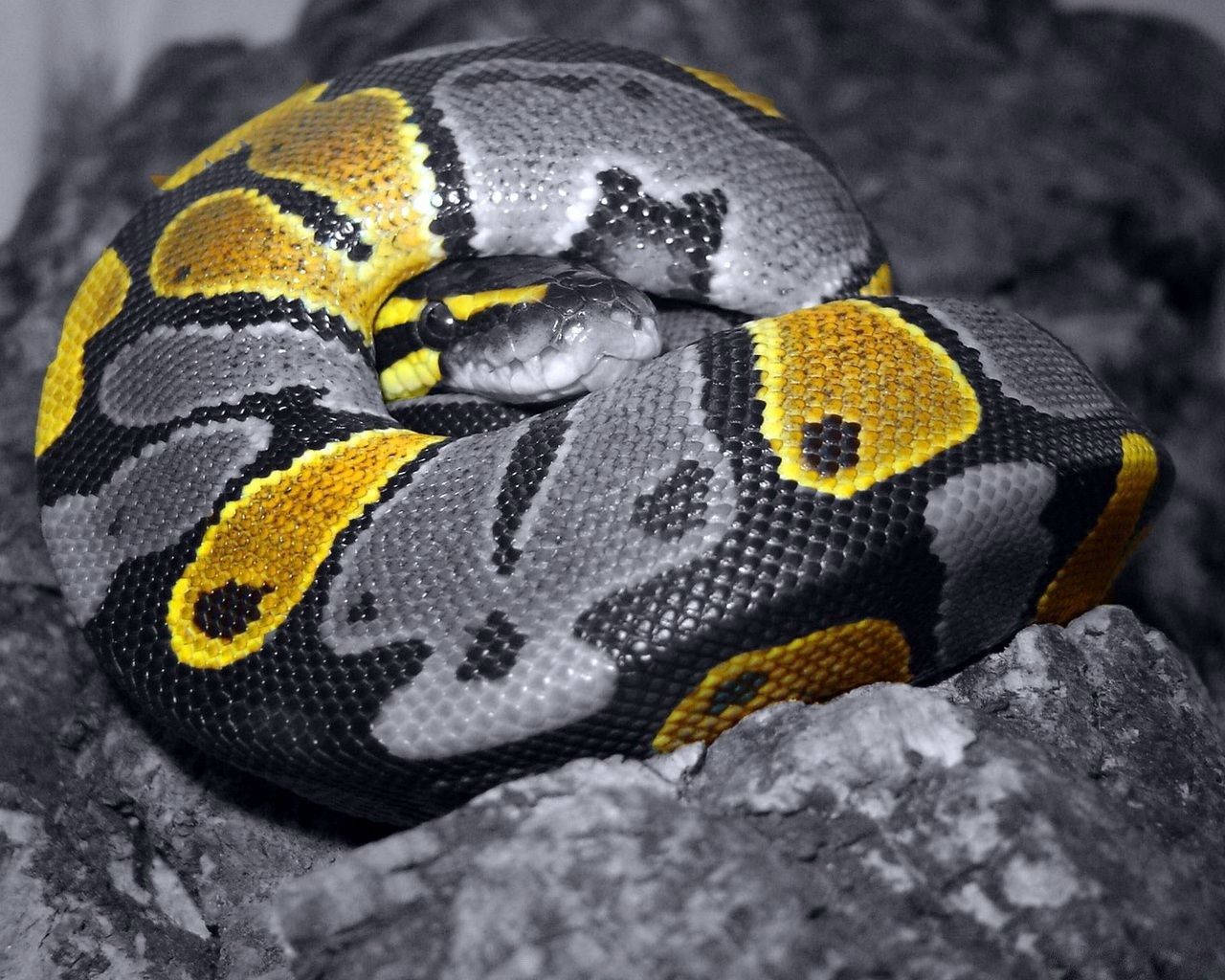 Ball Python Snake Wallpaper