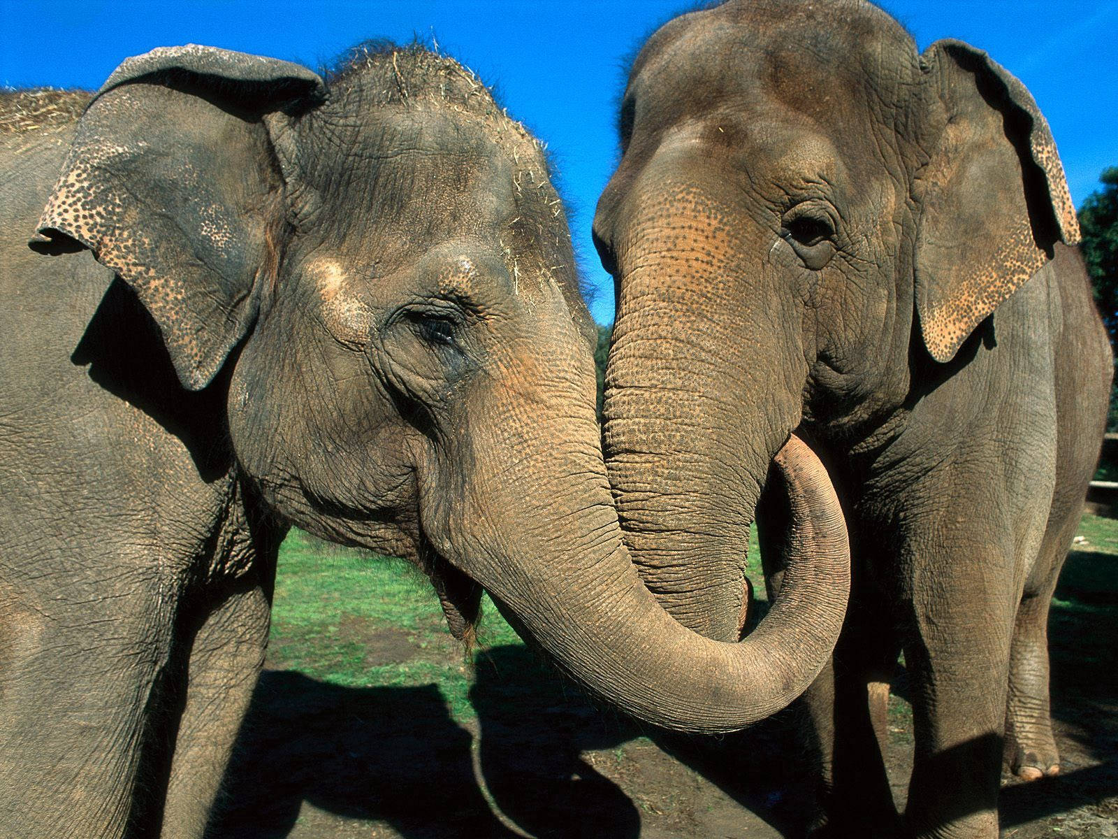 Elephants Curled Trunks Wallpaper
