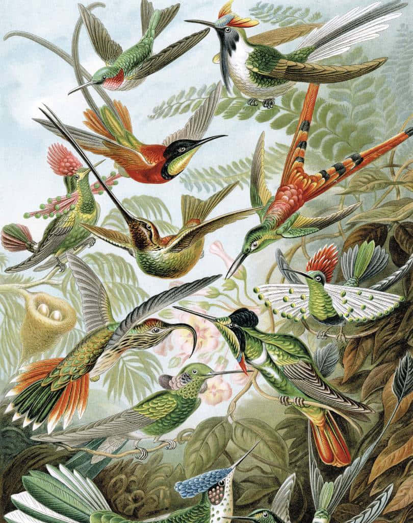 Exotic Birds Flying [wallpaper] Wallpaper