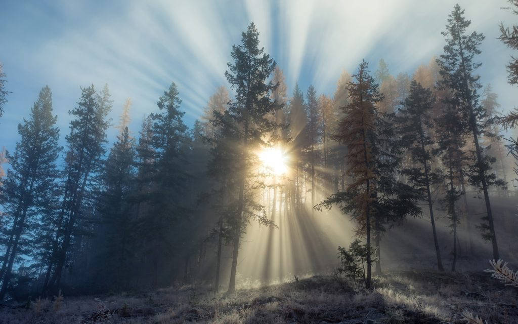Foggy Forest And Sun Rays Wallpaper