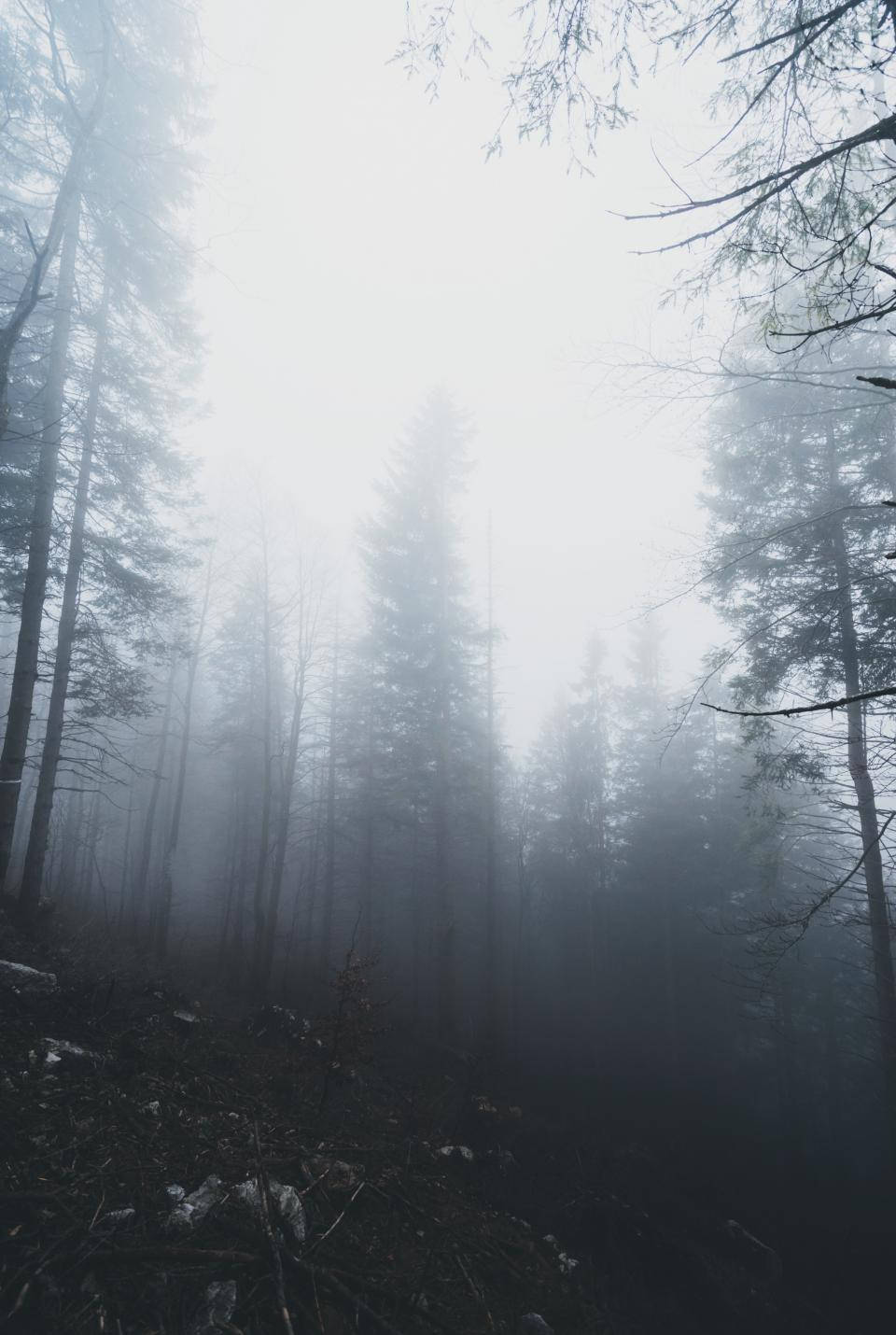 Foggy Forest Near Zero Visibility Wallpaper