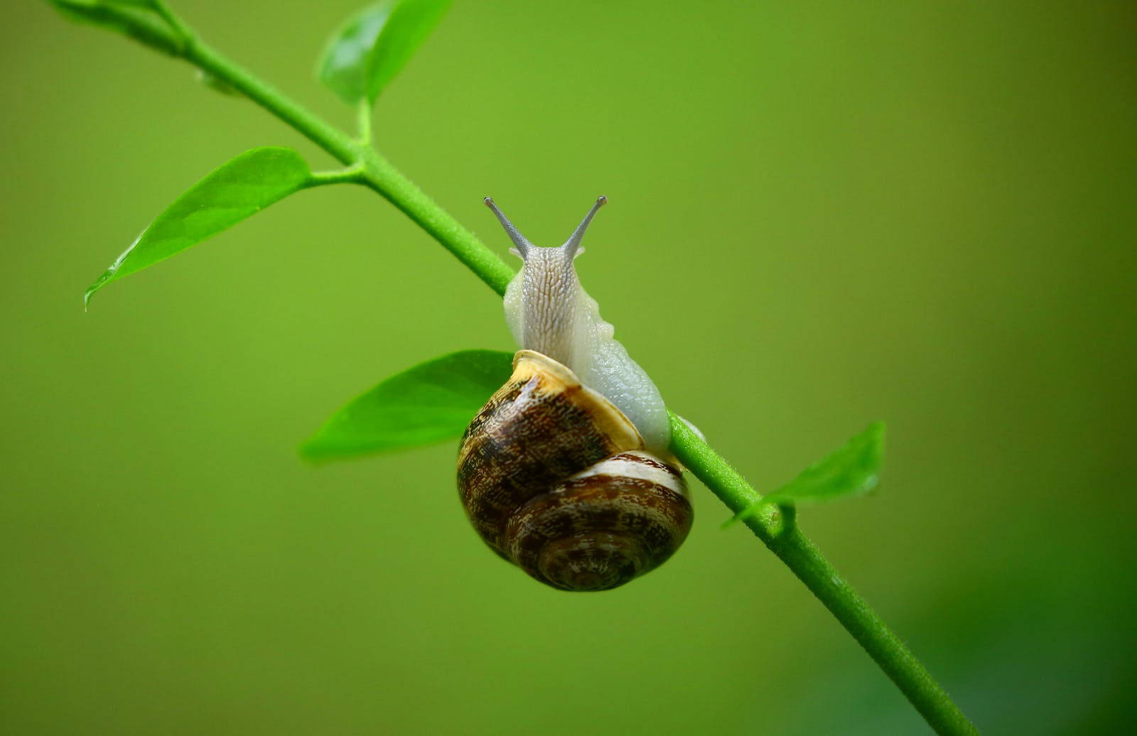Hang On There Little Snail Wallpaper