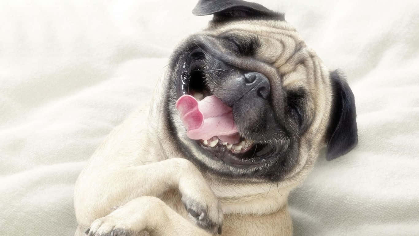 Happy Funny Face Pug Wallpaper