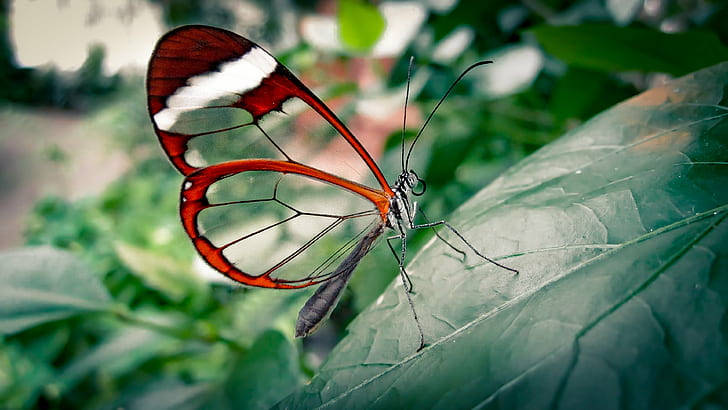 Hd Photography Of A Glasswing Butterfly Wallpaper