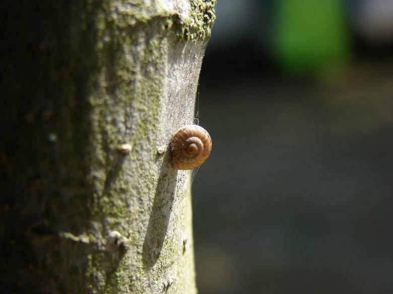 Lonely Snail Shell Wallpaper