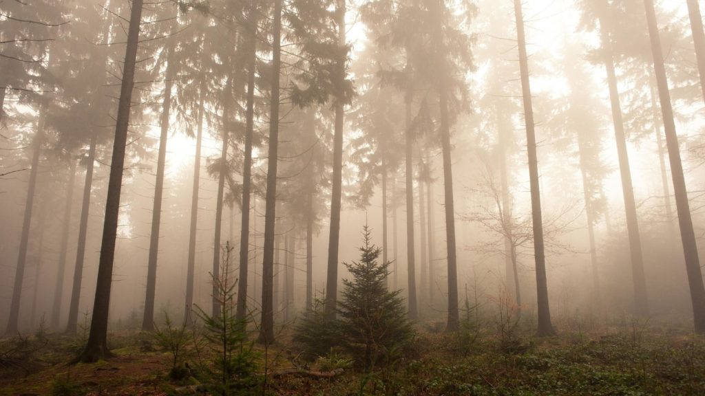 Mysterious Foggy Forest At Dawn Wallpaper