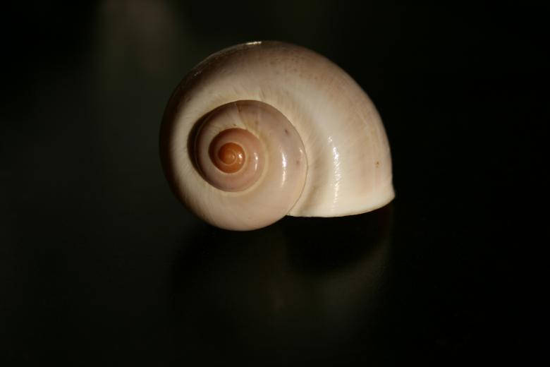 Preserved Snail Shell Wallpaper