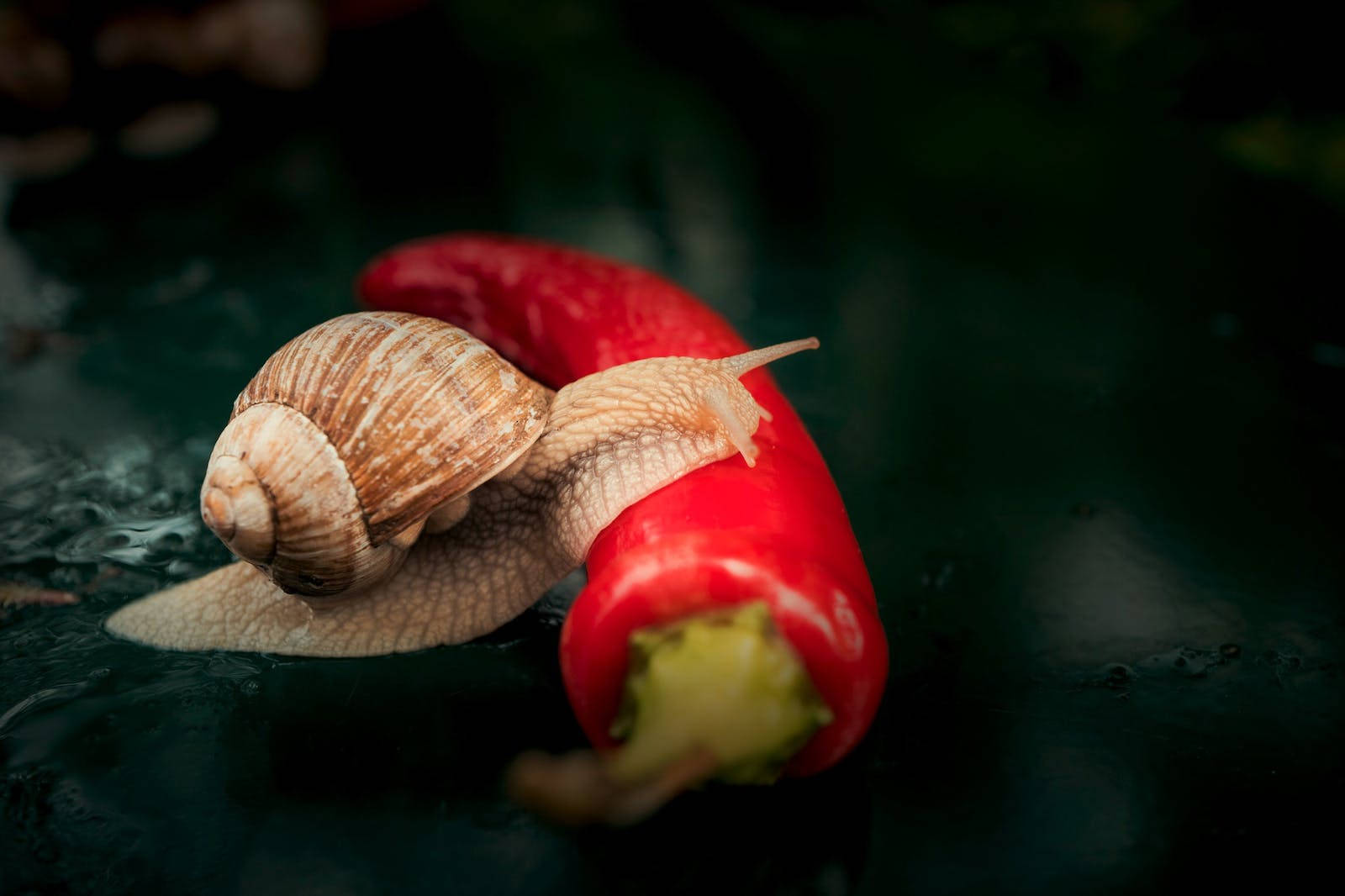 Red Hot Chili Snail Wallpaper