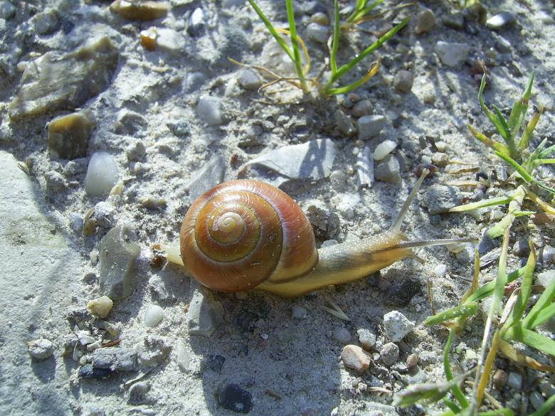 Snail On The Ground Wallpaper