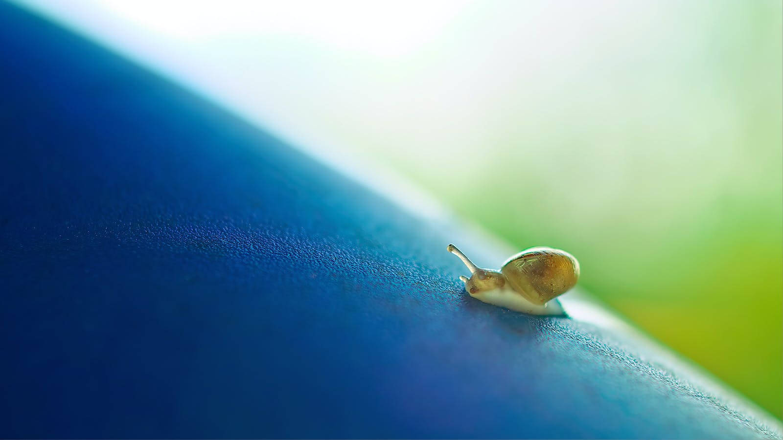 Tiny Snail Big World Wallpaper