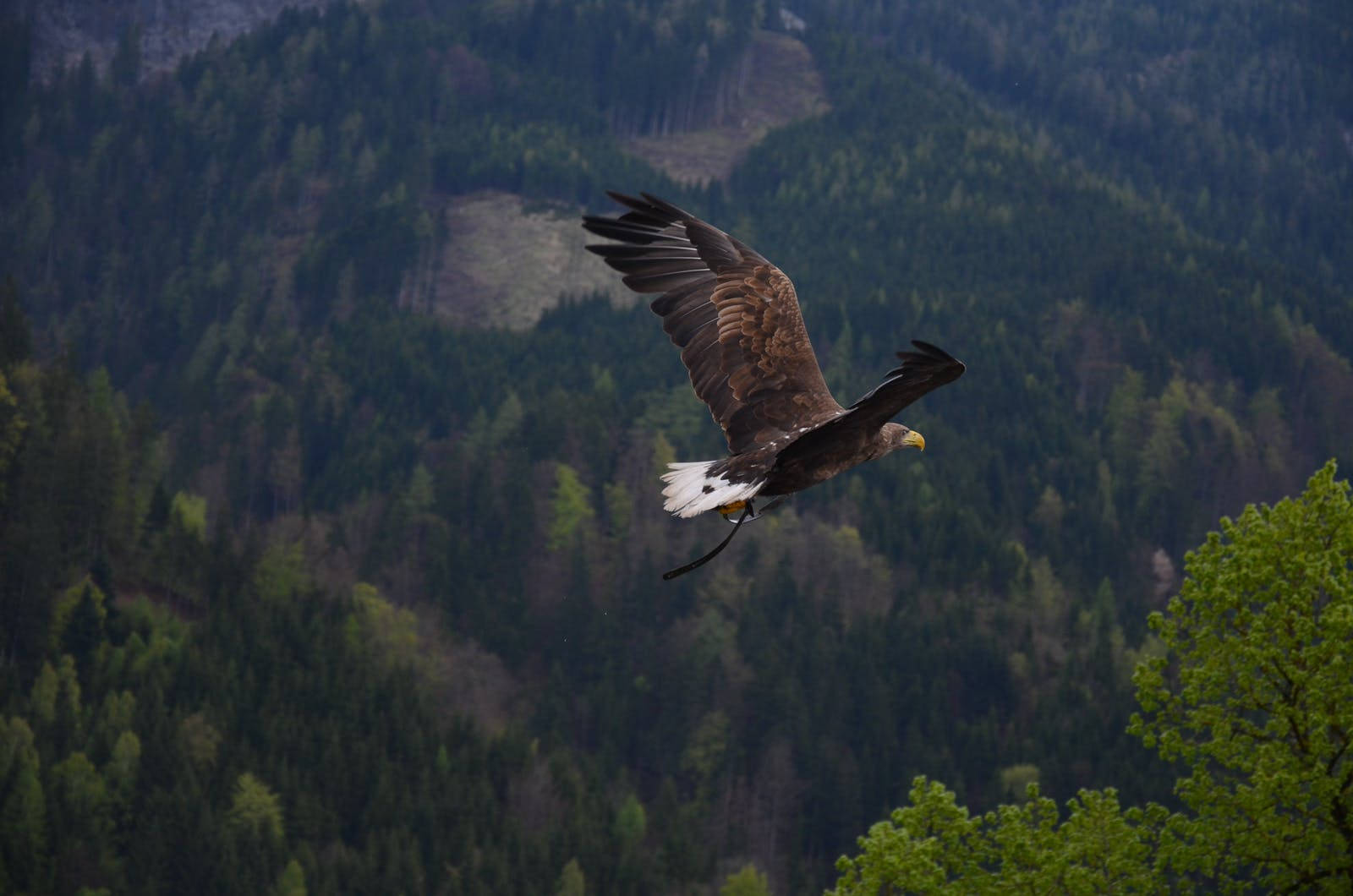 White-tailed Eagle Over Mountains Wallpaper