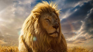 4k Ultra Hd Lions Mufasa Wallpaper