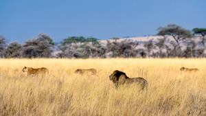 4k Ultra Hd Lions On Yellow Grass Wallpaper