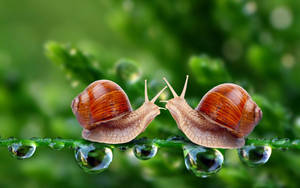 A Snail Love Affair Wallpaper