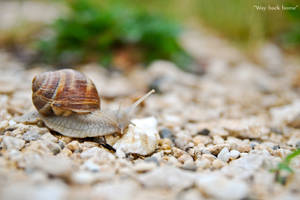 A Snail On A Pebbled Ground Wallpaper