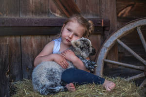 Adorable Girl Playing With Sheep In A Barn Wallpaper