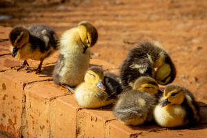 Adorable Yellow Ducklings On A Black Background Wallpaper