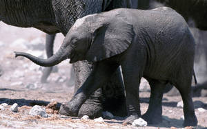 African Baby Elephant Wallpaper