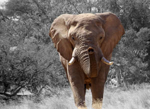 African Bush Elephant Wallpaper