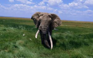 African Bush Elephant On Savannah Wallpaper