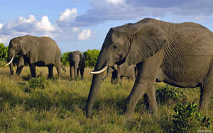African Elephant Herd Wallpaper