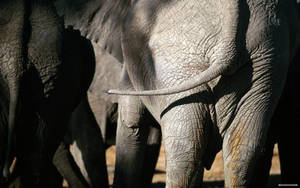 African Elephant Rear View Wallpaper