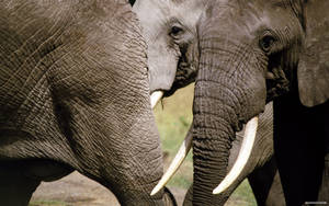 African Elephant Tusk Wallpaper