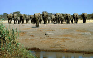 African Elephants Herd Marching Towards A River Wallpaper