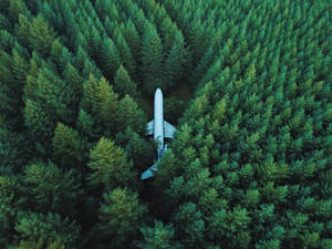 Airplane In Forest Wallpaper