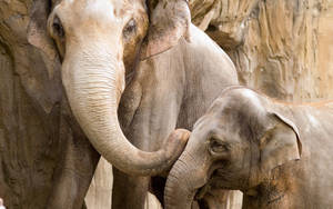 Baby And Momma Elephant Wallpaper
