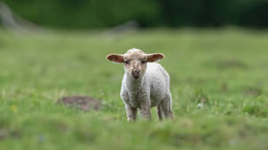 Baby Sheep In Grass Wallpaper