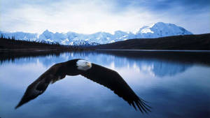 Bald Eagle Gliding Over Lake Wallpaper