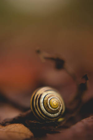 Beautiful Snail Shell Wallpaper