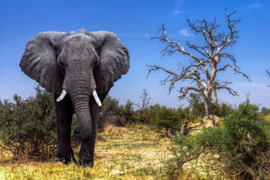 Botswana Elephant Dried Grasslands Wallpaper