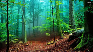 Bright Green Foggy Forest Wallpaper