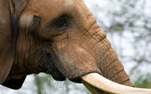 Brown African Elephant Eating Grass Wallpaper