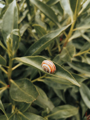 Brown Snail On A Leaf Wallpaper