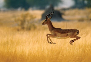 Caption: Majestic Antelope Leap In Botswana Wallpaper