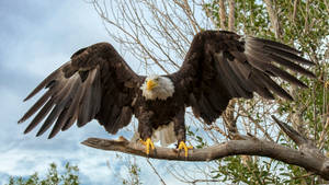 Caption: Majestic Eagle Preparing For Flight Wallpaper