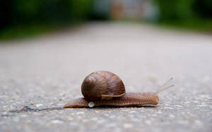 Close-up Image Of A Vibrant Green Snail Wallpaper