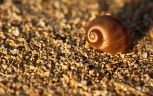 Close-up Of A Snail Navigating Nature Wallpaper