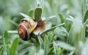 Close-up Of A Striking Snail On Green Foliage Wallpaper