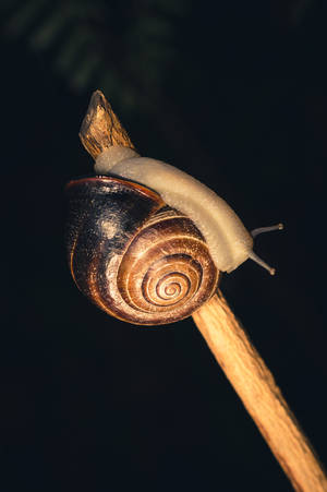 Close-up View Of A Majestic Snail In Its Natural Habitat. Wallpaper