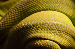 Coiling Yellow Snake Wallpaper
