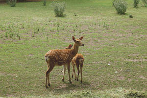Cute Animals Mother And Daughter Deer Wallpaper