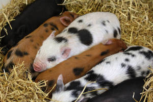 Cute Animals Spotted Piglets Wallpaper