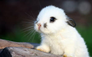 Cute Bunny With Gray Marks Wallpaper